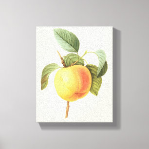 Impressão Em Tela Comida de Fruta Antiga, Maçã Calville por Redoute