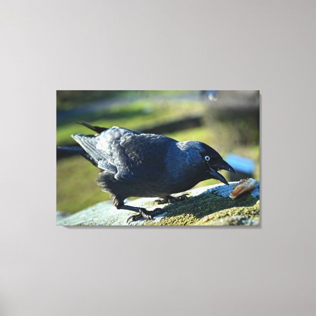Impressão Em Tela Comida de Jackdaw (Frente)