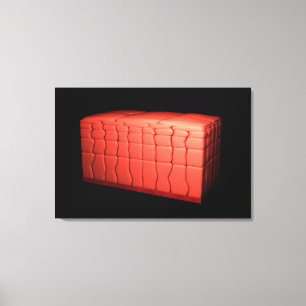 Impressão Em Tela Conceito do epitélio estratificado 1 de Squamous