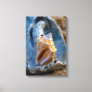 Impressão Em Tela Conch de Combate em Beleza Quebrada