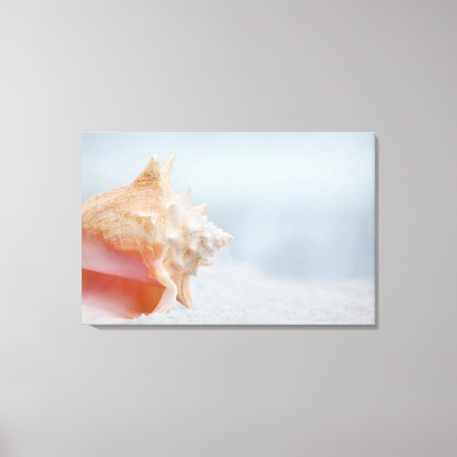 Impressão Em Tela Conch Shell | Flórida (Frente)