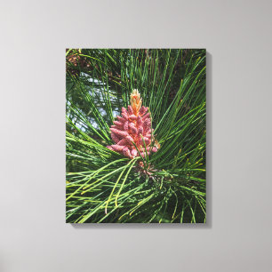 Impressão Em Tela Cone de pólen de pinheiro vermelho (Pinus resinosa