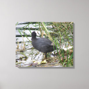 Impressão Em Tela Coot na tela do Riverbank