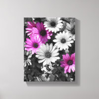 Cor Parcial das Flores de Margarida Africanas Roxa