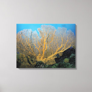 Impressão Em Tela Coral de Gorgonian
