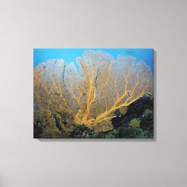 Impressão Em Tela Coral gorgoniano (Frente)