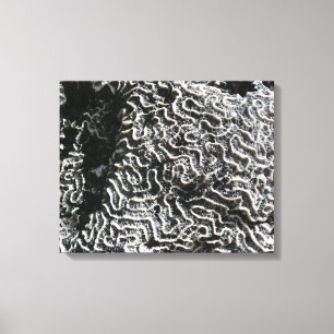 Impressão Em Tela Coral Preto e Branco I Foto Abstrata da Natureza