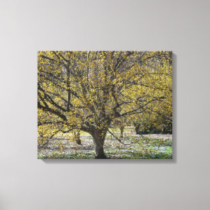 Impressão Em Tela Cornelian Cherry Dogwood e Glória da Neve