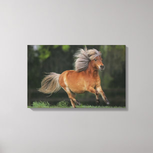 Impressão Em Tela Corredor diminuto do cavalo
