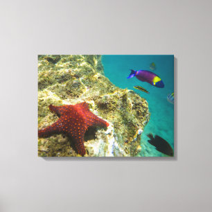 Impressão Em Tela Cortez Rainbow Wrasse macho e fêmea e mar