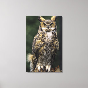Impressão Em Tela Coruja-americana (Bubo virginianus), corpo inteiro