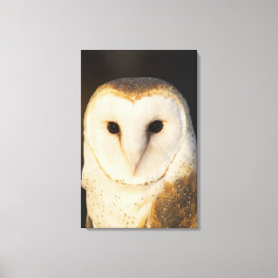 Impressão Em Tela Coruja de celeiro masculina (Tyto alba), EUA