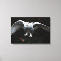 Coruja de neve com Wings abertas 24x16 (60x40cm) w