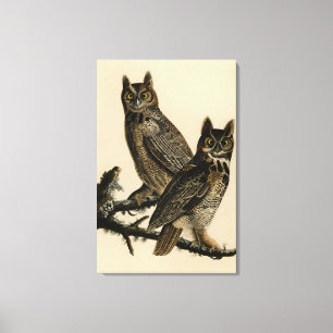 Impressão Em Tela Coruja-excelente-Coroa-Coroa-Coroa das Aves da Amé
