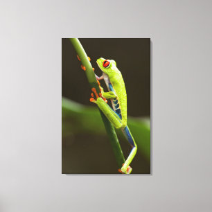 Impressão Em Tela Costa Rica, Monteverde, sapo de árvore