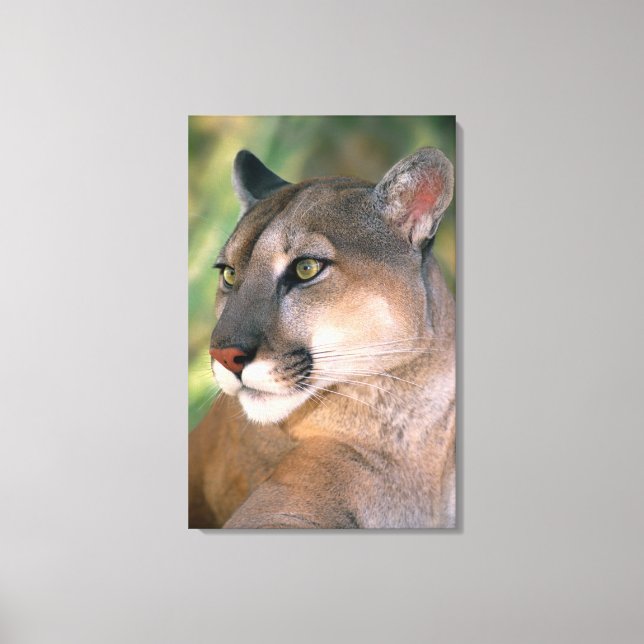 Impressão Em Tela Cougar, Califórnia (Frente)