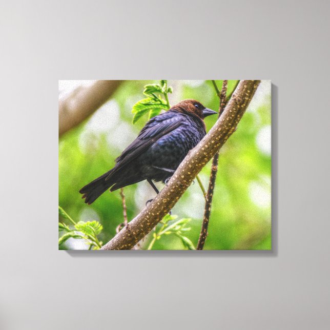 Impressão Em Tela Cowbird de cabeça castanha (Frente)