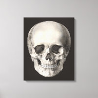 Crânio de Anatomia Humana Vintage, Esqueleto de Ha