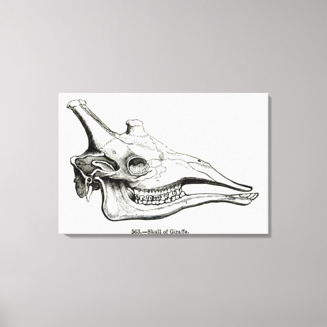Impressão Em Tela Crânio de uma Girafa (Frente)