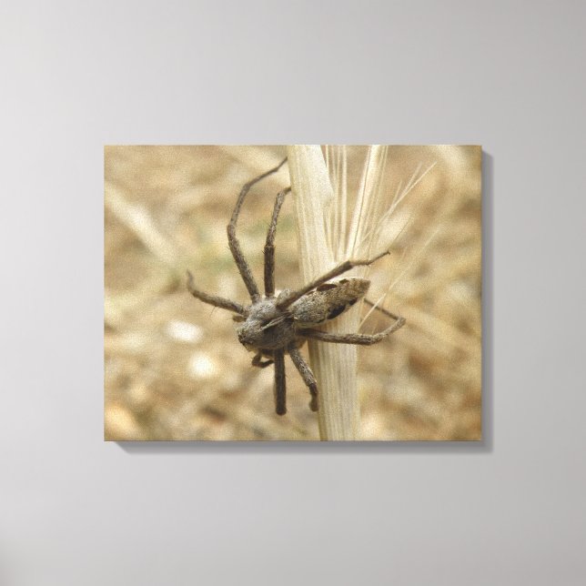 Impressão Em Tela Creepy Crawly Spider Print (Frente)
