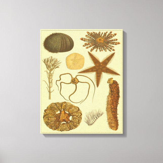 Impressão Em Tela Criaturas do Mar Subaquático (Frente)