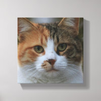 Crie Sua Própria Foto Personalizada de Gato de Est
