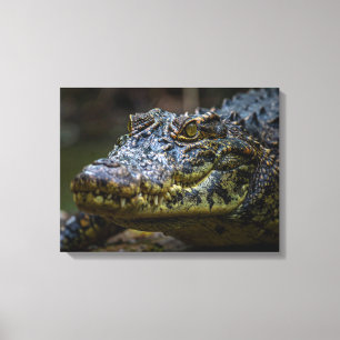 Impressão Em Tela Crocodilo