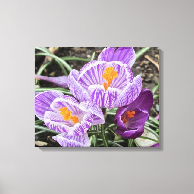 Impressão Em Tela Crocos Primavera roxos. (Frente)