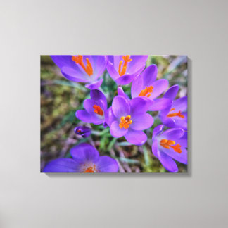 Impressão Em Tela Crocus Fine Art