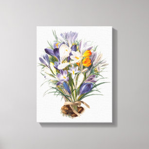 Impressão Em Tela Crocus Primavera Fllower Arte Botânica