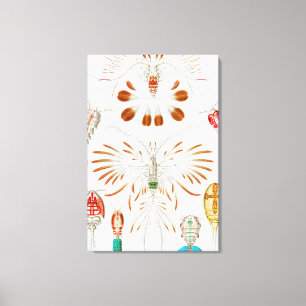 Impressão Em Tela Crustáceos da Vida Marinha, Copepoda por Ernst Hae