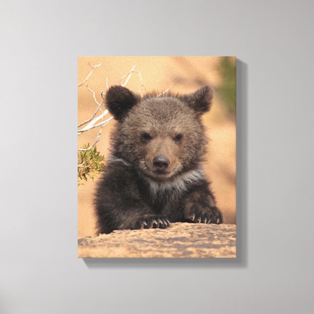 Impressão Em Tela Cubo do Urso Grizzly (Frente)