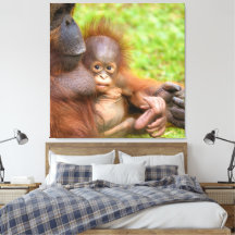 Cuddle da Mãe de Orangutan, cerejada