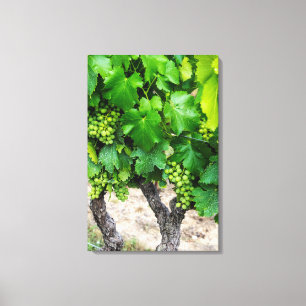 Impressão Em Tela Cultivo de Uvas para Vinho, França
