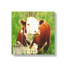 Curiosa Vaca 4Carrie