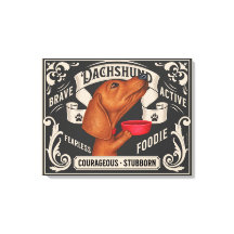 Cute Dachshund implorando por Comida