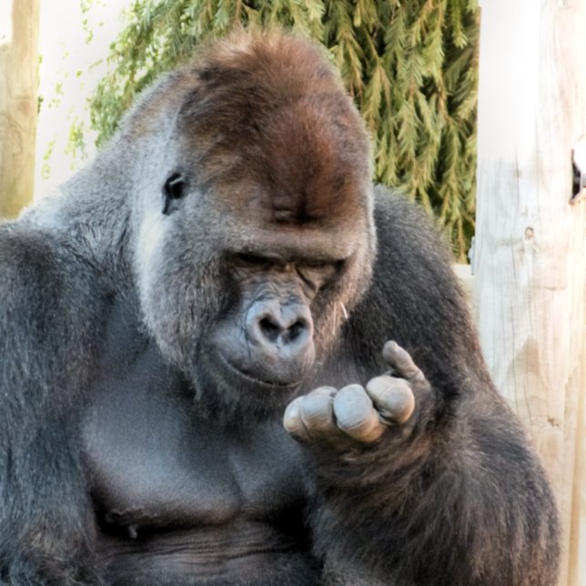 IMPRESSÃO EM TELA CUTE GORILLA (Criador carregado)