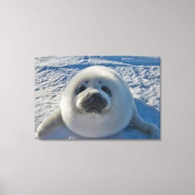 Impressão Em Tela Cutest Baby Animals | Baby Seal (Frente)