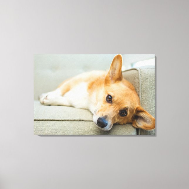 Impressão Em Tela Cutest Baby Animals | Corgi Puppy on Couch (Frente)
