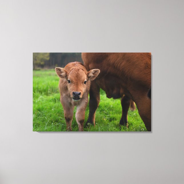 Impressão Em Tela Cutest Baby Animals | Cow & Calf (Frente)