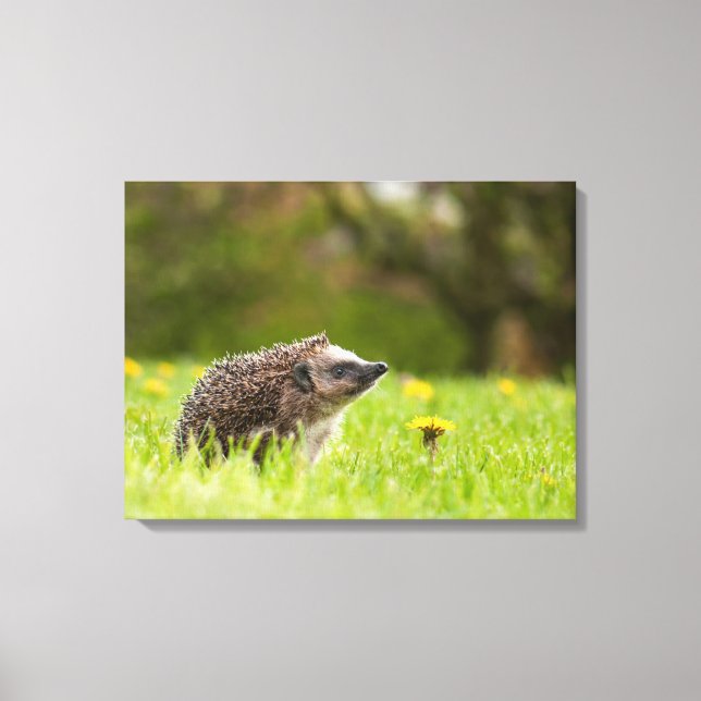 Impressão Em Tela Cutest Baby Animals | European Hedgehog (Frente)