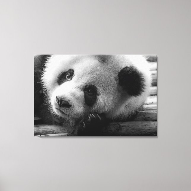 Impressão Em Tela Cutest Baby Animals | Giant Panda Bear Cub (Frente)