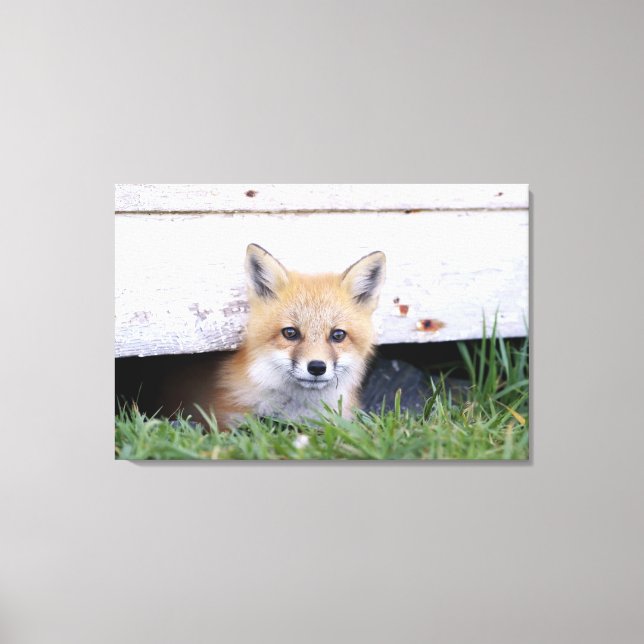 Impressão Em Tela Cutest Baby Animals | Red Fox Kit Peeking (Frente)