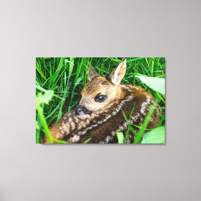 Impressão Em Tela Cutest Baby Animals | Roe Deer Baby (Frente)