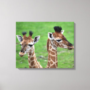 Impressão Em Tela Cutest Baby Animals   Two Baby Giraffes