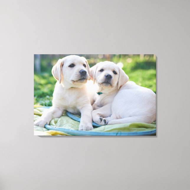 Impressão Em Tela Cutest Baby Animals | Yellow Labrador Retrievers (Frente)