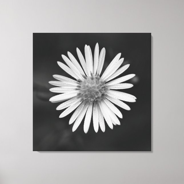 Impressão em tela da flor de Áster de São Miguel (Frente)