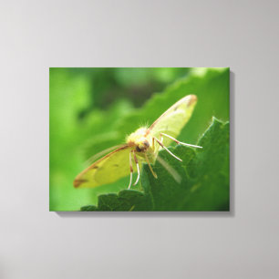 Impressão em Tela da Mariposa Enxofre