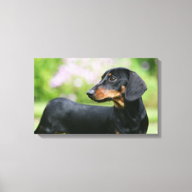Impressão Em Tela Dachshund 2 para Mídia Negra (Frente)