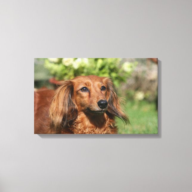 Impressão Em Tela Dachshund, Miniatura Vermelha de Cabelo Longo (Frente)